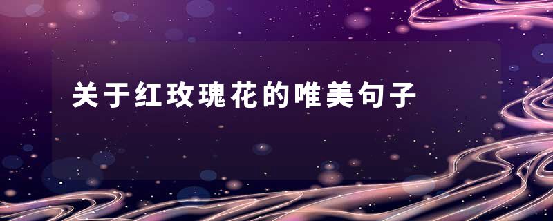 关于红玫瑰花的唯美句子