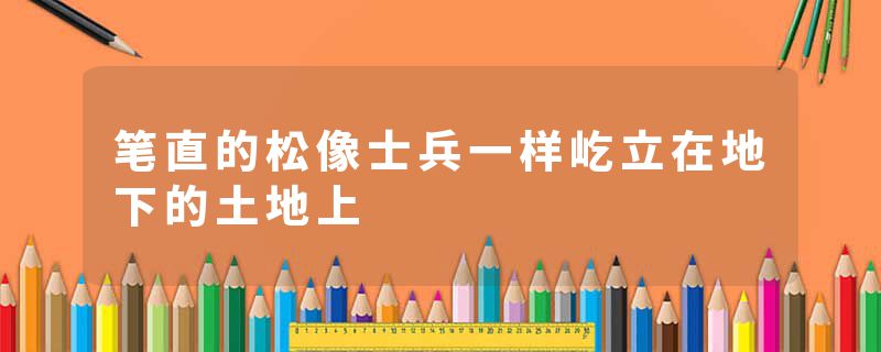 笔直的松像士兵一样屹立在地下的土地上