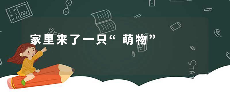 家里来了一只“萌物”