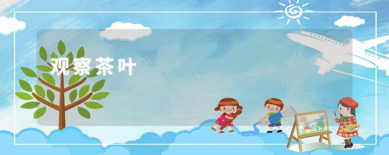 观察茶叶
