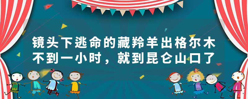 镜头下逃命的藏羚羊出格尔木不到一小时，就到昆仑山口了